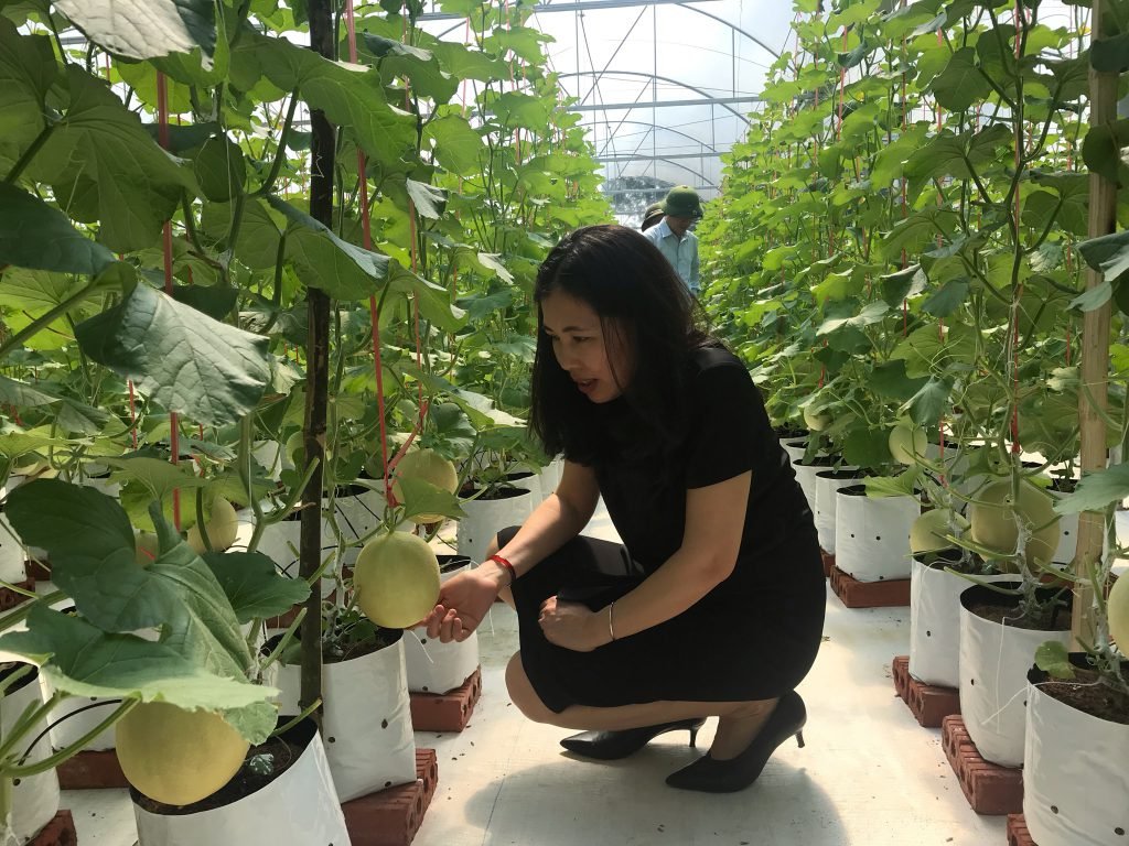 Mô hình trồng dưa lưới trong nhà kính tại Xã Nam Hương, Huyện Thạch Hà